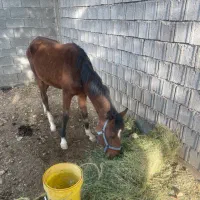 اسب دره شوری|اسب و تجهیزات اسب‌سواری|مرودشت, تخت جمشید|دیوار