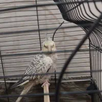 عروس هلندی نر