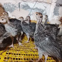 جوجه بوقلمون برنز|حیوانات مزرعه|مشهد, امیر آباد|دیوار