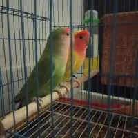 طوطی ۲۵۰۰|پرنده|بندر کنگان, |دیوار