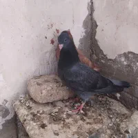 کبوتر لوت|پرنده|سوسنگرد, |دیوار