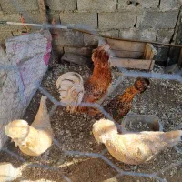 فروش مرغ و خروس ۷ ماهه پولند بوف|حیوانات مزرعه|بابل, |دیوار