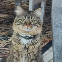 گربه دورگه پرشین DLH