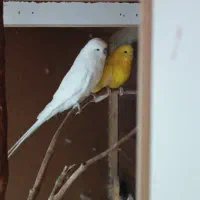 مرغ عشق انگلیسی خوش رنگ و بلند|پرنده|اردکان, |دیوار