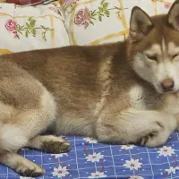 سگ هاسکی ماده گمشده