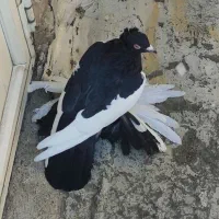 کویچح ارکح قلخلی|پرنده|باسمنج, |دیوار