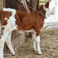 گوساله سیمینتال ماده قرمز شرابی اخرت جنس بالاگاو|حیوانات مزرعه|آق قلا, |دیوار