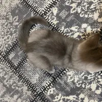 گربه|گربه|گرگان, |دیوار