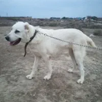 گمشده|سگ|گنبد کاووس, |دیوار