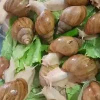 حلزون اچاچیتا
