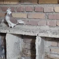 گرگی کاکولی|پرنده|ارومیه, |دیوار