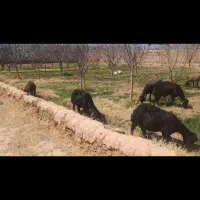 میش افشاری وبره افشاری|حیوانات مزرعه|مهریز, |دیوار