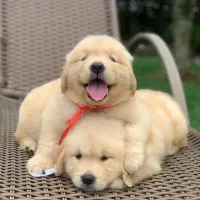 مجموعه پرورش سگ های آپارتمانی|سگ|شیراز, معالیآباد|دیوار