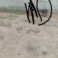 بز جنگلی