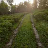 فروش باغ چای|فروش زمین و ملک کلنگی|رانکوه, |دیوار