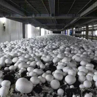 آموزش تخصصی کاشت قارچ