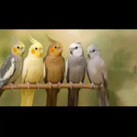 عروس هلندی گمشده