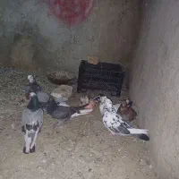 کفتر|پرنده|قره چای, |دیوار