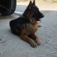 ژرمن شپرت نر