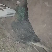 سه عدد کفتر فروشی|پرنده|دماوند, دماوند|دیوار