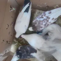 کفتر|پرنده|اشترینان, |دیوار