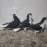 پرنده|پرنده|قزوین, |دیوار