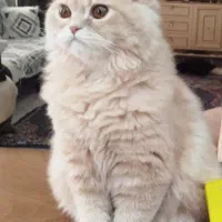 گربه آماده جفت گیری