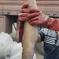 شیربت تازه صیدروز