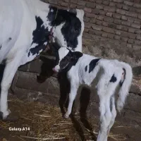 یک راس گاو با گوساله