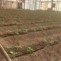 فروش  گلخانه