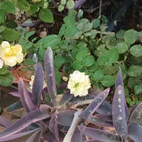 آپارتمان همکف حیاط اختصاصی