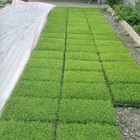 توم فجر درجه یک