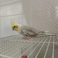 عروسی هلندی اهوی