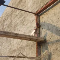 کبوتر طوقی|پرنده|سرپل ذهاب, |دیوار