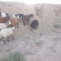 بزغاله نربز|حیوانات مزرعه|مشهد, کوی سیدی|دیوار