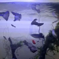 گوپی بلو مسکو و حلزون کیلر