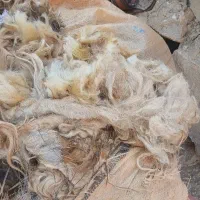 پشم|رختخواب، بالش، پتو|مسجد سلیمان, |دیوار