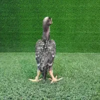 جوجه های لاری اوشامو(فستیوالی)|حیوانات مزرعه|تهران, میرداماد|دیوار