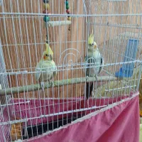 عروس هلندی