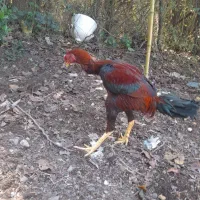 مرغ و خروس لاری|حیوانات مزرعه|رودبنه, |دیوار