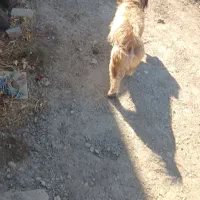 سگ پاکوتاه|سگ|شاهرود, |دیوار