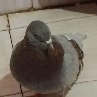 سه تا کبوتر گرویی سال|پرنده|رشت, کوی حسینی|دیوار