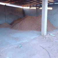 پوست بادام|خدمات باغبانی و درختکاری|بن, |دیوار