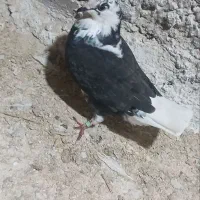 کبوتر غریب