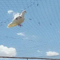 کبوتران پرشی ساعت سنگین|پرنده|کهریزک, |دیوار