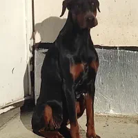 دوبرمن  آمریکایی|سگ|گنبد کاووس, |دیوار