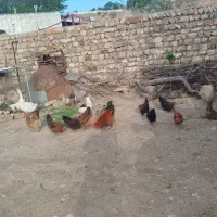 فروش مرغ