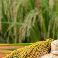 برنج شمال درجه یک