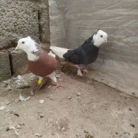 کبوترجفت پشتی  جفت ابلاغ