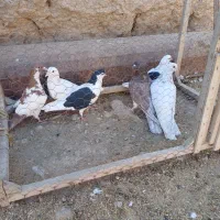 کفتر|پرنده|اسفراین, |دیوار